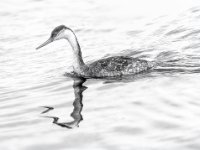 20171210 5063-Enhanced-NR-enhanced 1600x1119 U 100 Long Edge gainMap