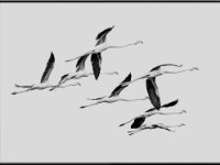 Flamingos1-enhanced 1600x1169 U 100 Long Edge gainMap-2