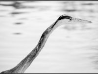 Herons14-enhanced 1600x1150 U 100 Long Edge gainMap-2