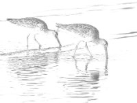 Shore Birds High Key