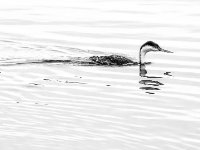 P6A2146 1600x877 U 100 Long Edge gainMap