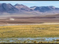 Atacama Desert30