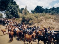 P9141689-enhanced 1600x1269 U 100 Long Edge gainMap