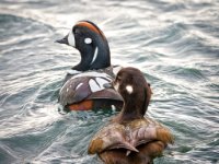  MG 8558-enhanced (1) 1625x1600 U 100 Original ratio gainMap