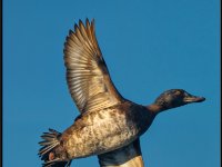 panel11 4-enhanced 1920x2560 U 50 Original ratio : Web Sharp: Original ratio