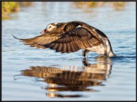 panel11 6-enhanced 2145x1600 U 100 Original ratio gainMap