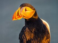 panel14 2-enhanced 1151x1600 U 100 Original ratio gainMap