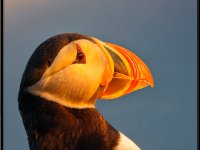 panel1 9-enhanced 1144x1600 U 100 Original ratio gainMap