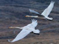 panel2 6-enhanced (1) 1920x1367 U 80 Original ratio