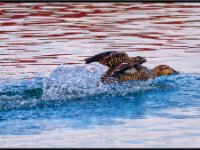 panel3 5-enhanced (1) 2414x1600 U 100 Original ratio gainMap