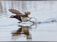 panel4 4-enhanced 2395x1600 U 100 Original ratio gainMap