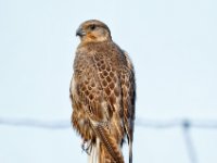 panel5 1-enhanced 1330x1600 U 100 Original ratio gainMap