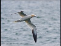 panel5 9-enhanced 2040x1600 U 100 Original ratio gainMap