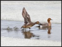 panel6 5-enhanced 1920x1440 U 50 Original ratio : Web Sharp: Original ratio