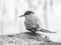  MG 0307-Enhanced-NR-enhanced 2038x1600 U 100 Original ratio gainMap