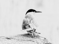  MG 0316-Enhanced-NR-enhanced 2038x1600 U 100 Original ratio gainMap