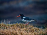  MG 9716-Enhanced-NR 1-enhanced 1920x1478 U 80 Original ratio