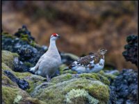 panel5 7-enhanced 2008x1600 U 100 Original ratio gainMap