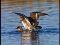 panel6 6-enhanced 1920x1575 U 80 Original ratio