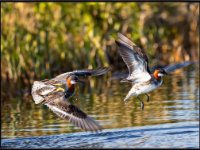 panel6 8-enhanced 1920x1418 U 80 Original ratio