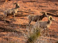 Sheep Valley of Fire