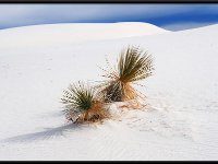 White Sands2