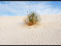 White Sands3