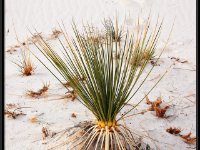 White Sands4