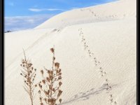 White Sands6