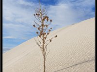 White Sands7