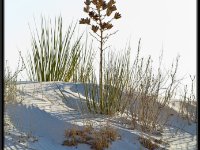 White Sands8