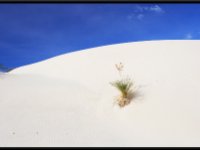 White Sands9