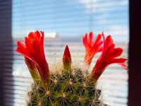 Cactus at Office
