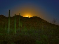 Saguaro1