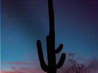 Saguaro2-web1494x1009U80