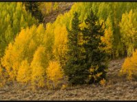 A29A3027 : Scenery and Foliage, Yellowstone