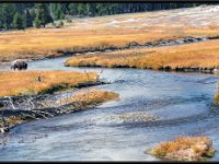 A29A4267 : Scenery and Foliage, Yellowstone