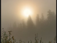 A29A5883 : Scenery and Foliage, Yellowstone