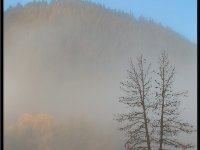 A29A5890 : Scenery and Foliage, Yellowstone