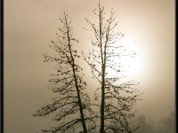 A29A5904 : Scenery and Foliage, Yellowstone