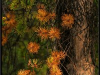 A29A5940 : Scenery and Foliage, Yellowstone