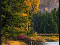 A29A5950 : Scenery and Foliage, Yellowstone