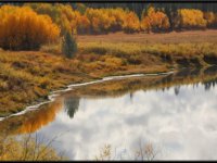 A29A6091 : Scenery and Foliage, Yellowstone