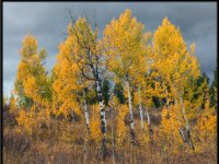 A29A6130 : Scenery and Foliage, Yellowstone