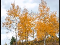 A29A6132 : Scenery and Foliage, Yellowstone