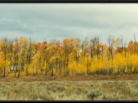 A29A6319 : Scenery and Foliage, Yellowstone