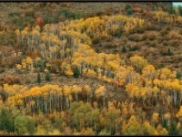 A29A6331 : Scenery and Foliage, Yellowstone