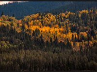 A29A6343 : Scenery and Foliage, Yellowstone