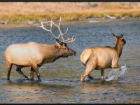 A29A3331 : Wildlife, Yellowstone