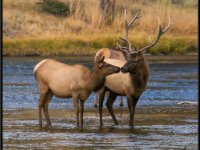 A29A3406 : Wildlife, Yellowstone